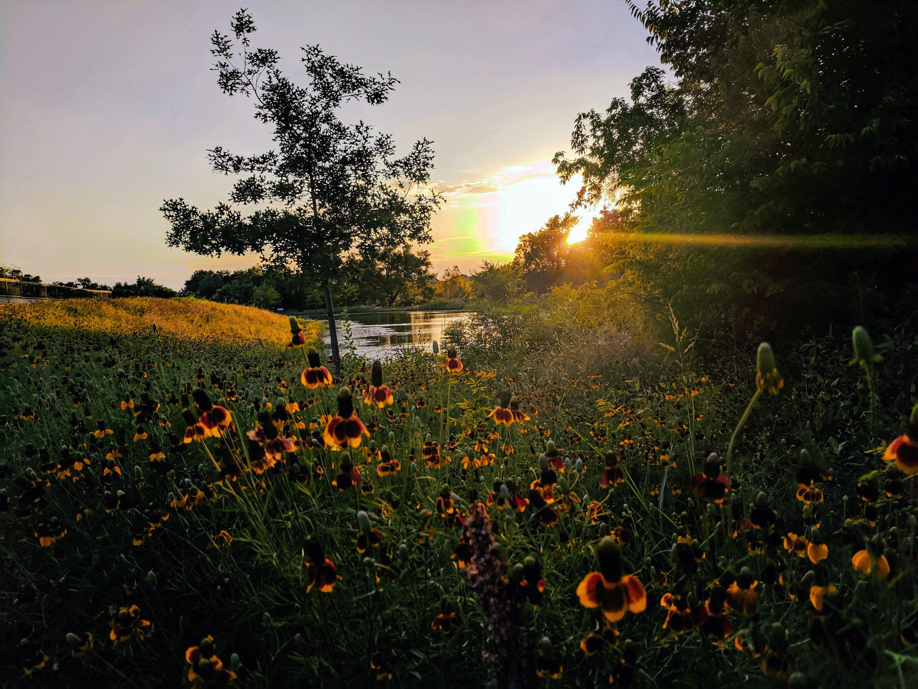 Flowers, grass and water at Cottonwood creek