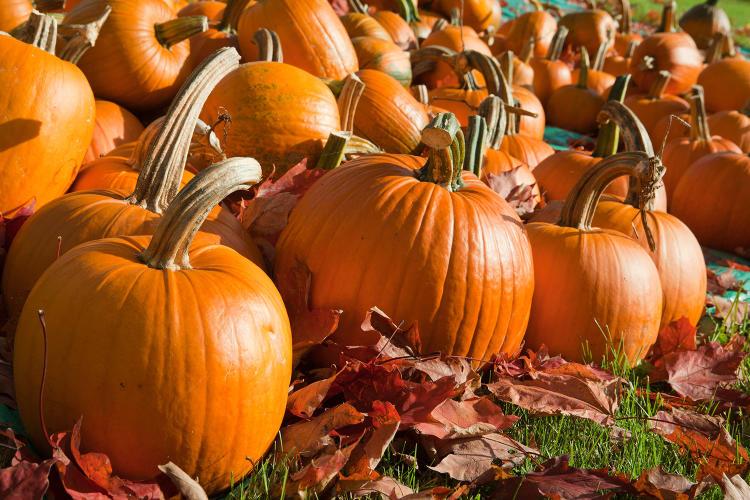 Pumpkins in a pumpkin patch