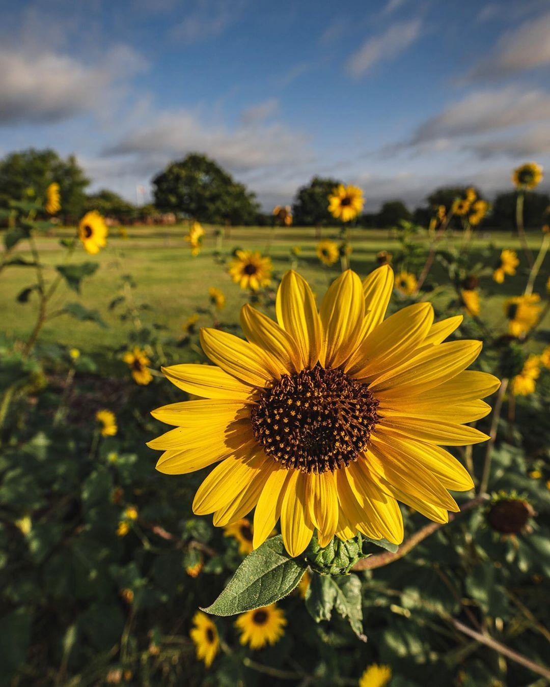 a sunflower in a garden surrounding a park